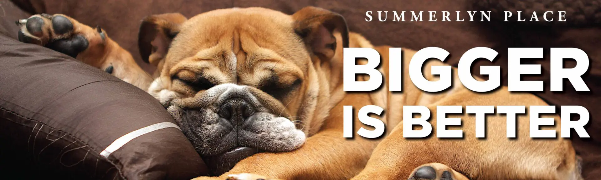 Bulldog sleeping with "Bigger is Better" text.