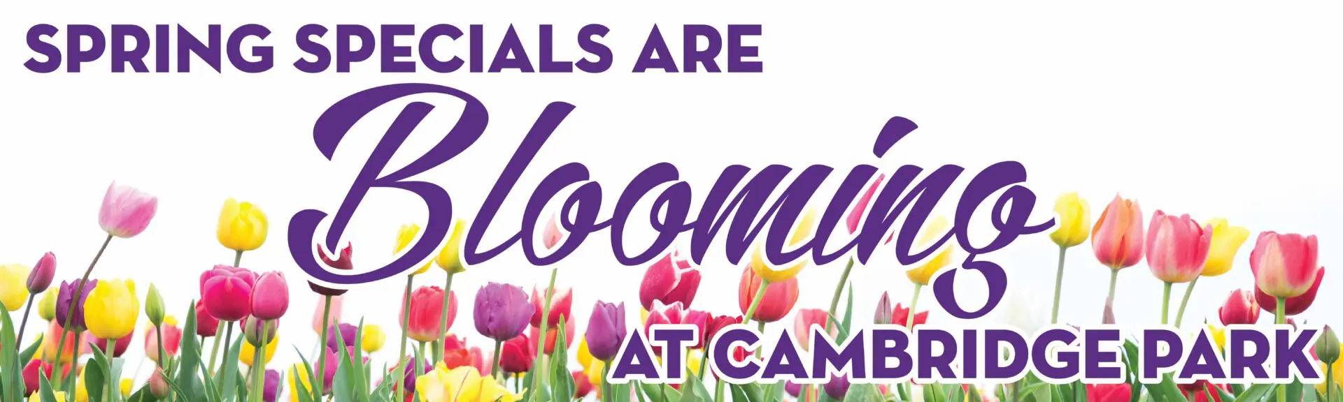 Spring specials advertisement with colorful tulips.